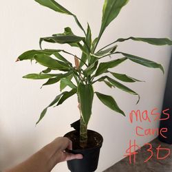 House Plant - Mass Cane