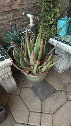 Garden Pot