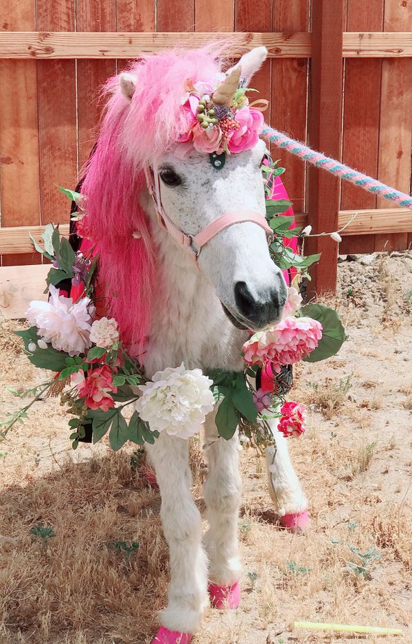 Unicorn petting zoo unicornios unicorn pony rides for Sale in Los Angeles, CA - OfferUp