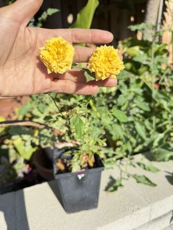 Yellow Mini Rose In Pot 