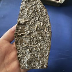 Cambrian trilobite fossil 