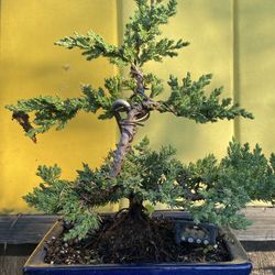Bonsai Plant For Sale $60 Each