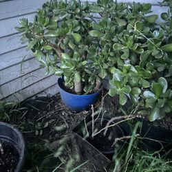 Jade Plants