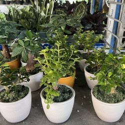 Bonsai In 4” Ceramic Pot. SPECIAL PRICE 🤩