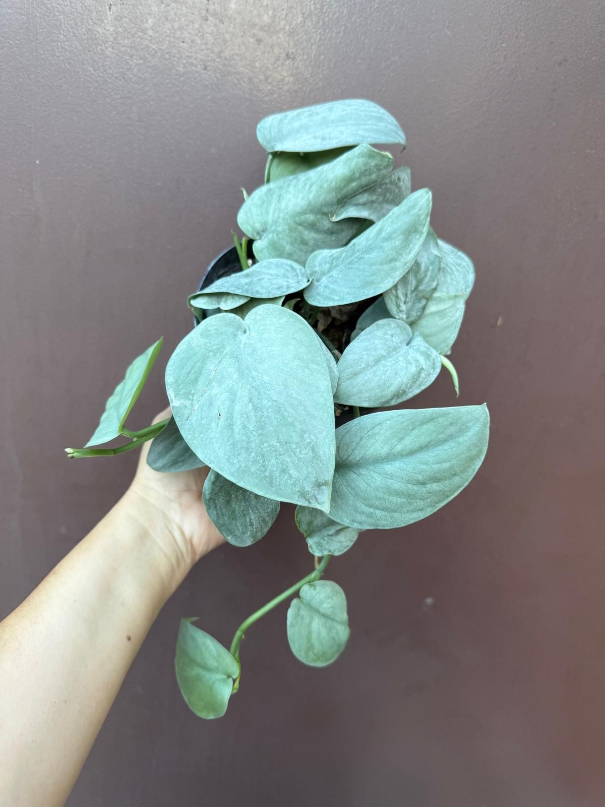 6” scindapsus java platinum
