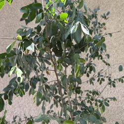 Olmo chino Árbol Para Sombra