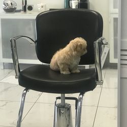 Shampoo Chair And Hairstylist Chair 
