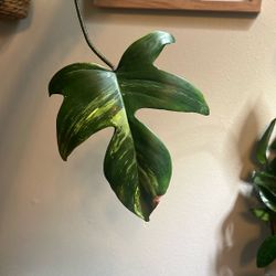 Philodendron Florida Beauty