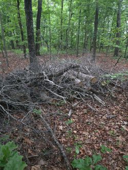Free hardwood tree branches/limbs