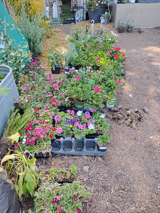 Plant Sale!!!