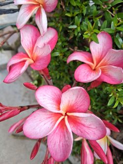 Plumeria clippings
