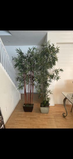 Two tall beautiful trees