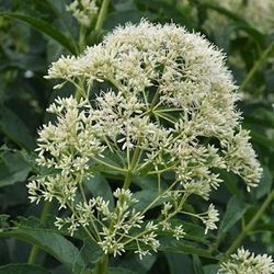 Eupatorium ‘Ivory Towers’ Perennial Plants 