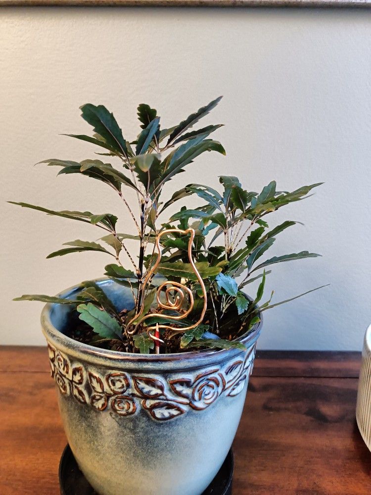 Live Plant & Bird Deco -$20
