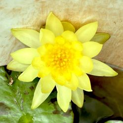 Water Lily / Floating Pond Plant