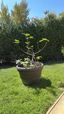 Black Mission fig tree + pot