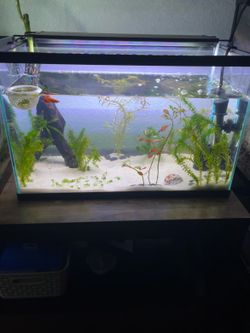 Full set up 10 gallon fish tank and female betta