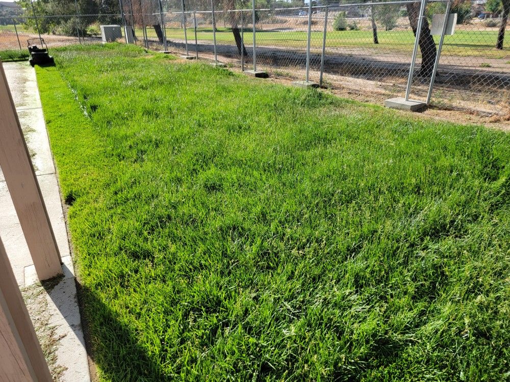 Lawn Maintenance