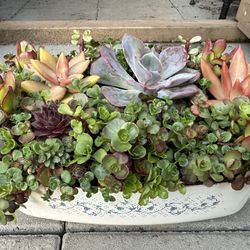 Succulents Plants Arrangement In It’s Own Container.