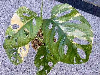 Monstera Adansonii Albo