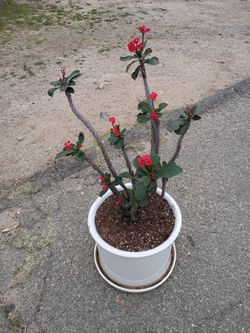 Crown Of Thorn Plant And Pot 