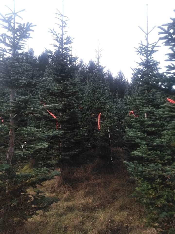 Noble Fir Christmas Trees UCut 50 Ea Any Tree for Sale in Yacolt, WA