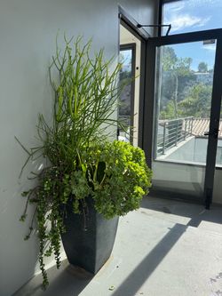 Potted Plants..$45 each