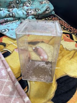 Reptile Cage
