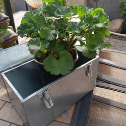 $14 Large Galvanized Dinner Bucket/Lunch Pail, Fun Garden Planter 