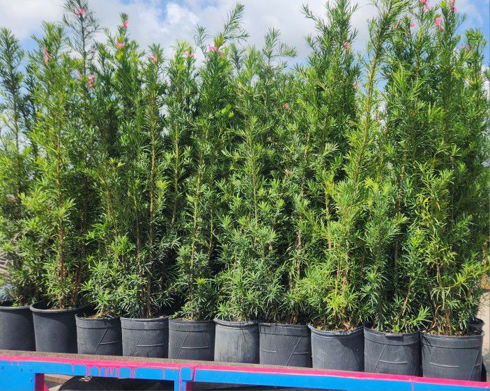 Spectacular Podocarpus Plants For Inmediate Privacy!!! Excellent Price And Quality!! About 6 Feet Tall 