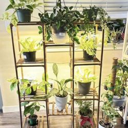 Plant Stand With Grow Light