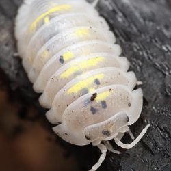 Granulatum Magic Potion Isopod Photos