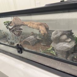 Leopard Gecko