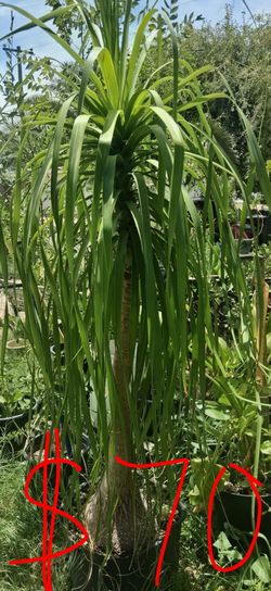 Plantas y palmas