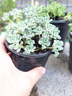 Succulent plants sodium blanco....planta sacculenta
$3· LATHROP,