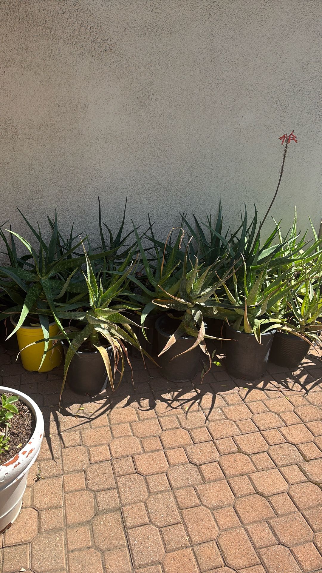 Olivera Plants