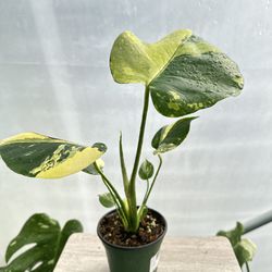 Monstera Aurea Plant