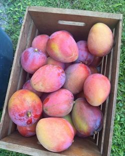 Sweet fresh mango
