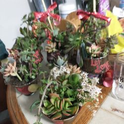 Small Variety Succulents In Small Crystal Pot