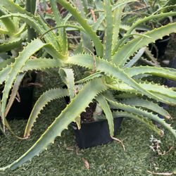 Aloe Plant 