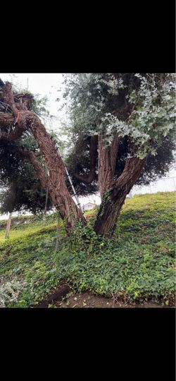 Leña gratis de eucalypto (free wood )