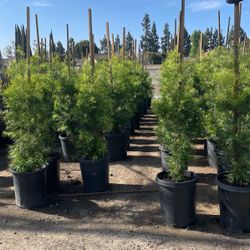 Podocarpus 