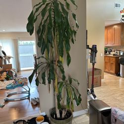 Large House Plant 