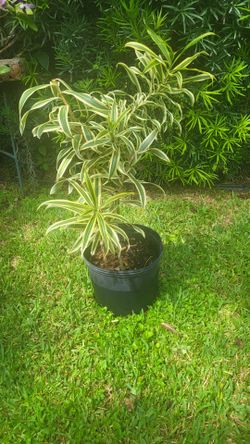 Song of india 3 gallon