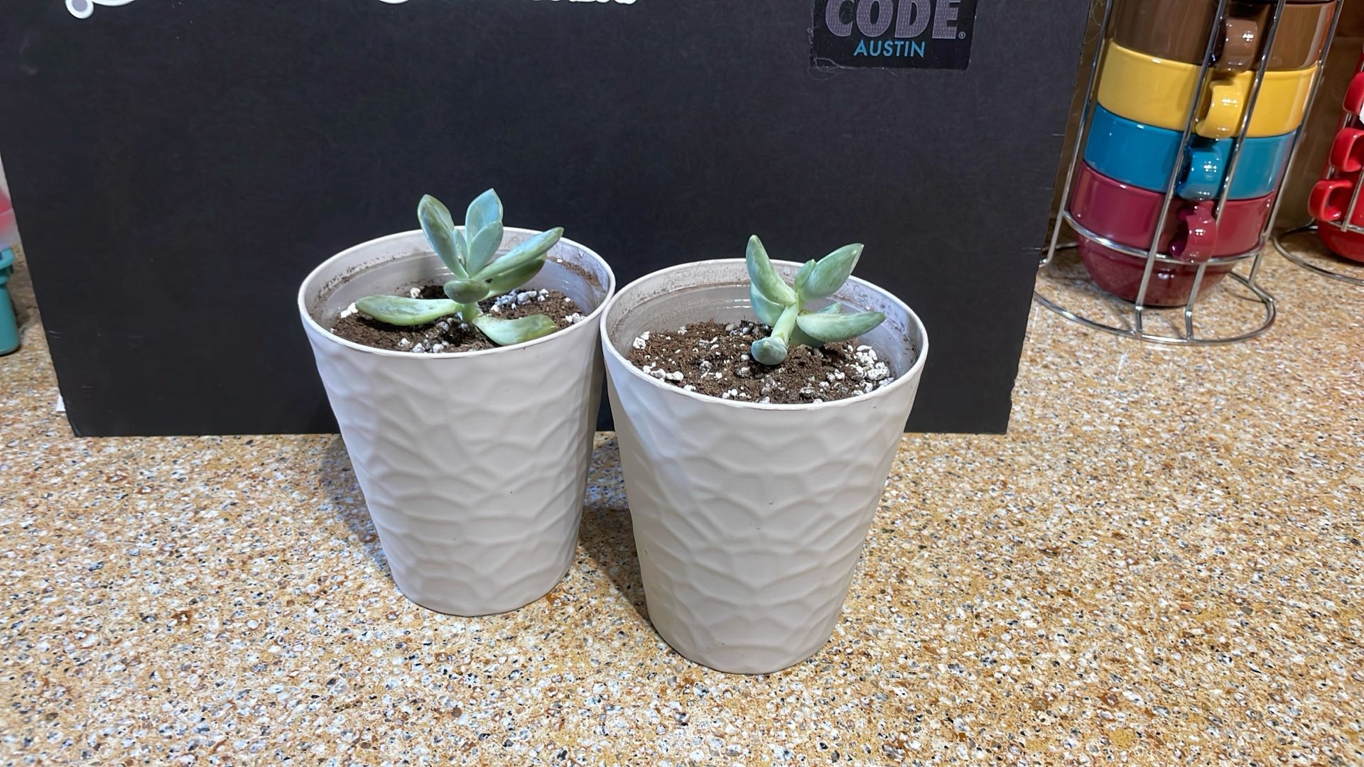Live Succulent Plant Gift For Any Occasion 