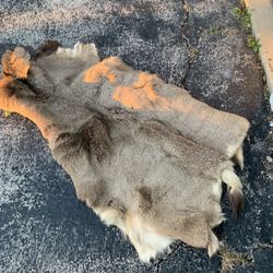 Taxidermy Deer Skin!! $35 Obo!! 