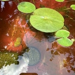 Lily Pads For Pond