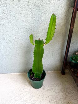Cactus plant