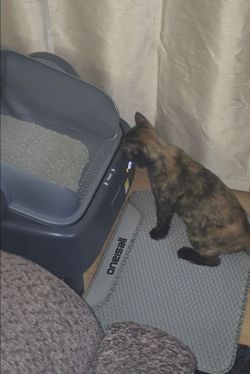 Oneisall automatic cat litter box