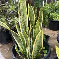 Snake Plant For Sale